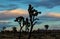 Moon Peeking through Joshua Tree Branches at Joshua Tree National Park, California