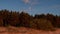 Moon rise over forest