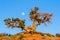 Moon rising above hte branches of an old juniper tree in southern Utah