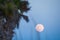 Moon rising over palm trees at the beach