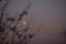 The moon rising trough the flowering branches of a tree during spring