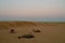 Moon set at har desert sand dunes , pre dawn light before sun rise and moon setting off in the sky. Rajasthan, India. Dromedary,