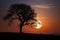 moon setting behind silhouetted tree, with sunrise in the distance