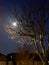The moon shining through a bare tree