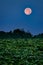 Moon shining down on a soybean field with a silhouette of trees in the background.