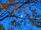 Moon shining through fall foliage of maple tree mystic night scene