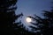 Moon is shining large and bright through pine tree branches.