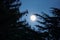 Moon is shining large and bright through pine tree branches.