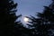 Moon is shining large and bright through pine tree branches.