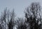 Moon sliver seen through trees