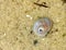 Moon snail