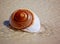 Moon Snail on beach