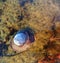 Moon Snail moving along bottom of tidal pool