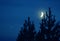 Moon and star over the pine trees