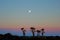 Moon at sunset in the beach