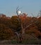 Moon between tree branches