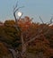 Moon between tree branches