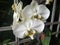 Moon white Orchid flower special