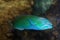 Moon wrasse aquarium fish ( thalassoma lunare )