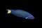 Moon wrasse on a black background.