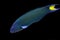 Moon wrasse on a black background.