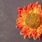 Mooncake in a fresh orange dahlia flowes on a brown background. Chinese mid-autumn festival food