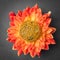 Mooncake in a fresh orange dahlia flowes on a brown background. Chinese mid-autumn festival food