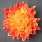 Mooncake in a fresh orange dahlia flowes on a brown background. Chinese mid-autumn festival food