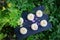 Mooncake and green leaves