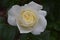 Moondance White Rose Flower 02
