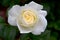 Moondance White Rose Flower