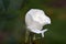 Moondance White Rose Flower Bud 02