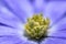 Moonflower anemone blanda purple blue petals macro abstract blurred background. Selective focus.
