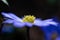 Moonflower anemone blanda purple blue petals macro abstract blurred background. Selective focus.