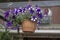 Moonflower blossom in flowerpot. It was taken hanging from above