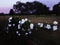 Moonflower blossoms, datura, Iponmoea alba at sunset