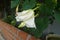 Moonflower (Ipomoea alba L.). Edible flower.