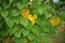 Moonflower or moon vine, flowering vine plant