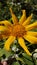 Moonflower (Tithonia diversifolia)