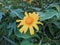 moonflower (Tithonia diversifolia) Mexican sunflower,