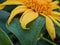 moonflower (Tithonia diversifolia) Mexican sunflower,
