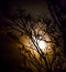 Moonlight through branches in the night