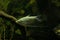 The moonlight gourami,  moonbeam gourami Trichopodus microlepis.