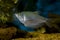 Moonlight gourami swimming in an aquarium