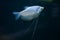 Moonlight gourami (Trichopodus microlepis), also known as the mo