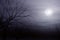 Moonlight Mist and Tree Background