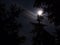 Moonlight over spruce trees