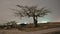 Moonlight over the Tree time lapse at night at jeddah