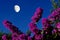 Moonlight shining over a blooming bougainvillea bush on a warm summer night