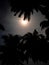 Moonlight - Silhouettes of Palm Tree Leaves and Silver Full Moon in Dark Night Sky